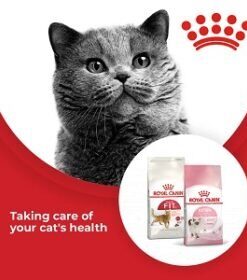 Royal Canin Cat Food