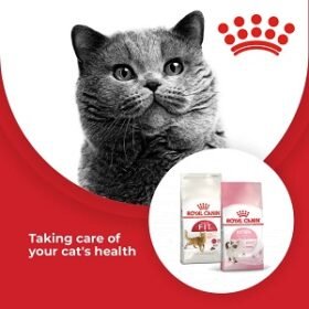 Royal Canin Cat Food