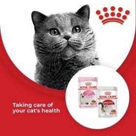 Wet Cat Food